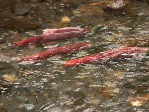 sockeye2.JPG